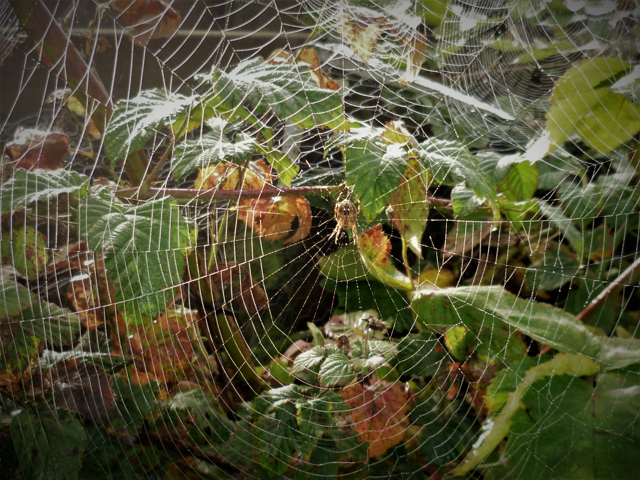 Panasonic DMC-FS10 sample photo. Garden spider in it's web photography