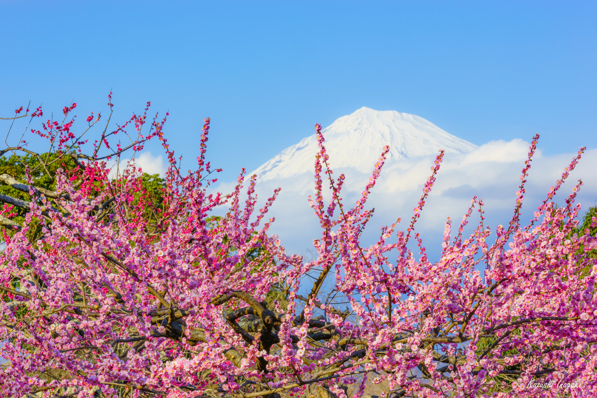 Sony a99 II sample photo. Fuji mountain and japanese plum photography