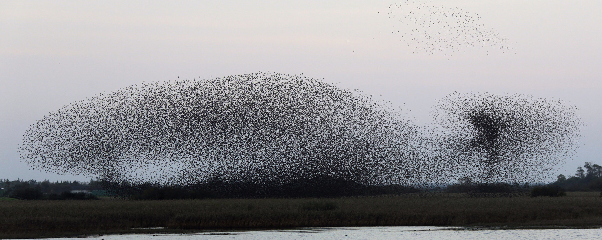 Canon EOS 5D Mark II + Canon EF 28-300mm F3.5-5.6L IS USM sample photo. Dance of the starlings photography
