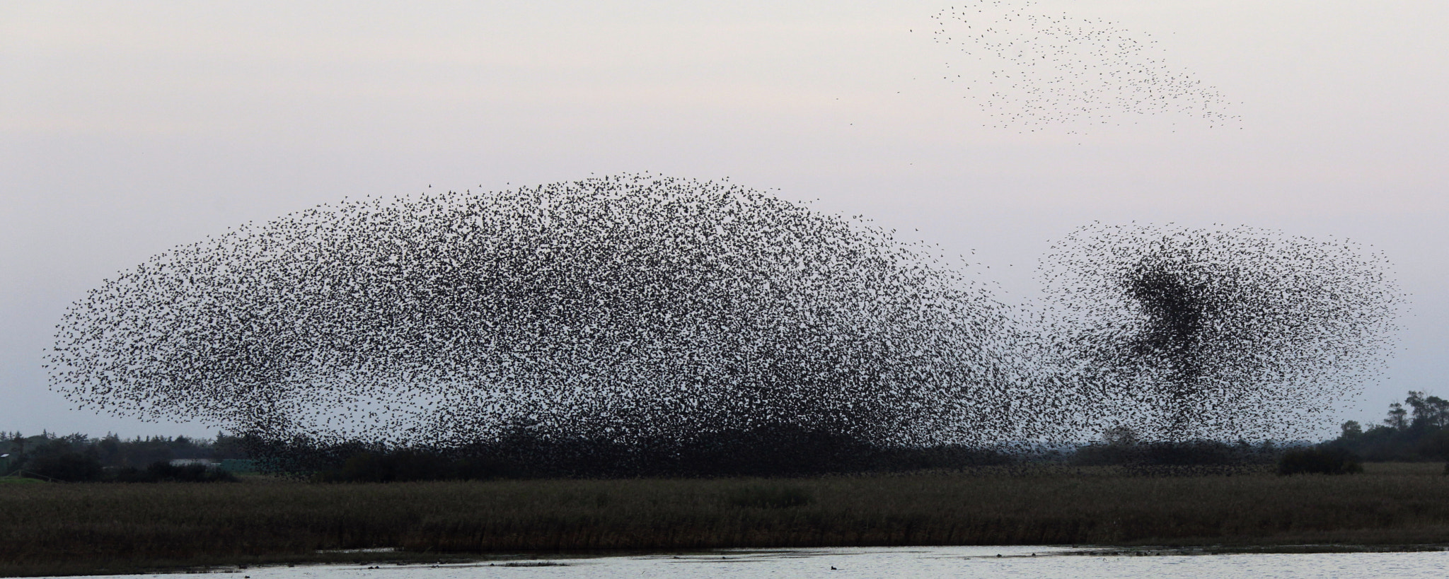 Canon EF 28-300mm F3.5-5.6L IS USM sample photo. Dance of the starlings photography