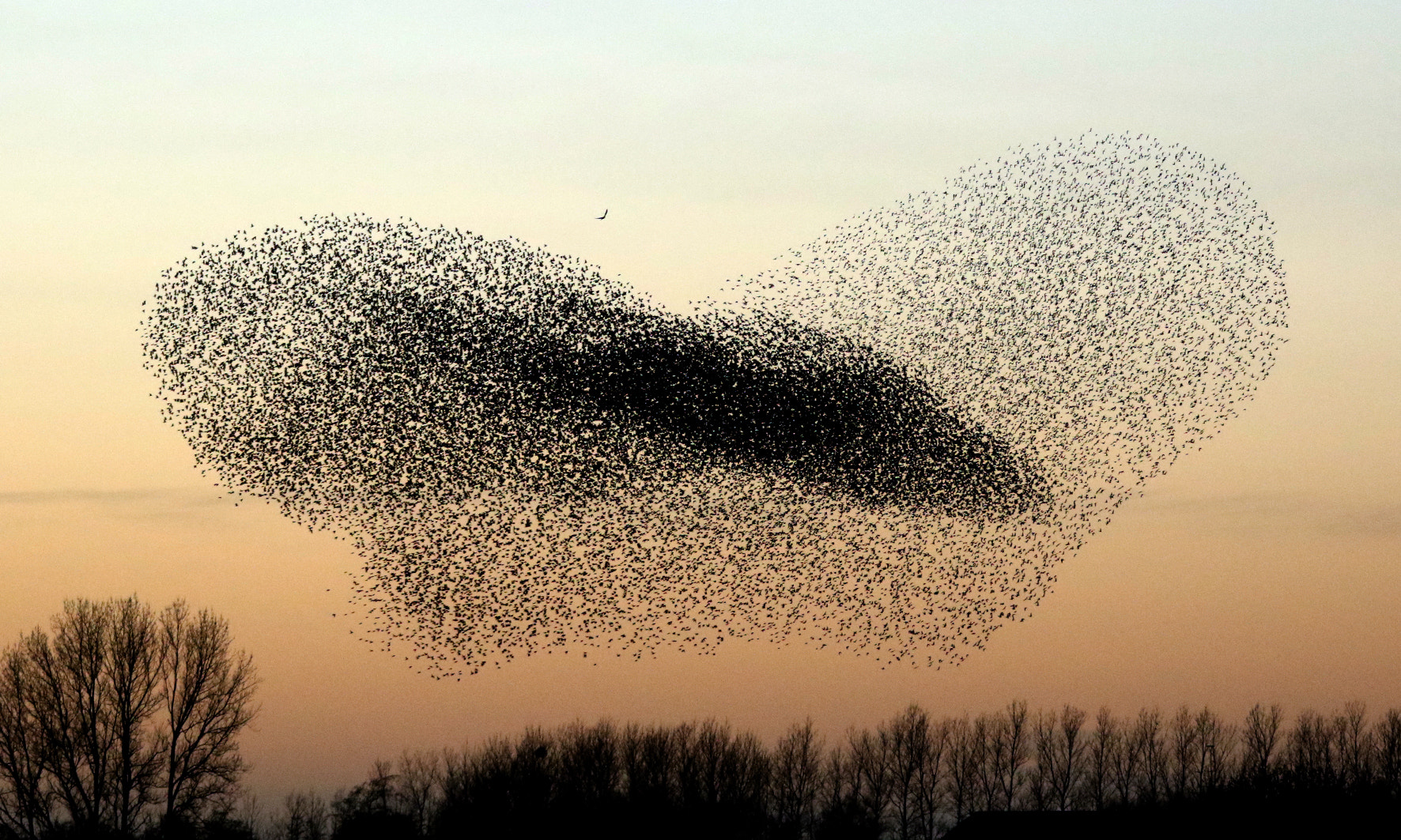 Canon EOS 7D Mark II + Canon EF 28-300mm F3.5-5.6L IS USM sample photo. Dance of the starlings photography