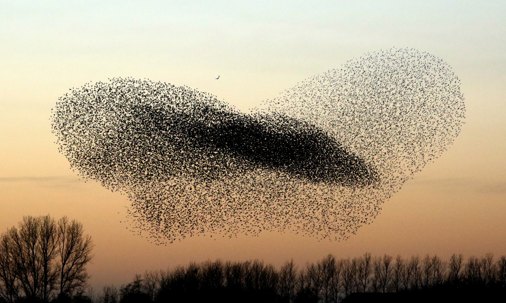 Canon EF 28-300mm F3.5-5.6L IS USM sample photo. Dance of the starlings photography