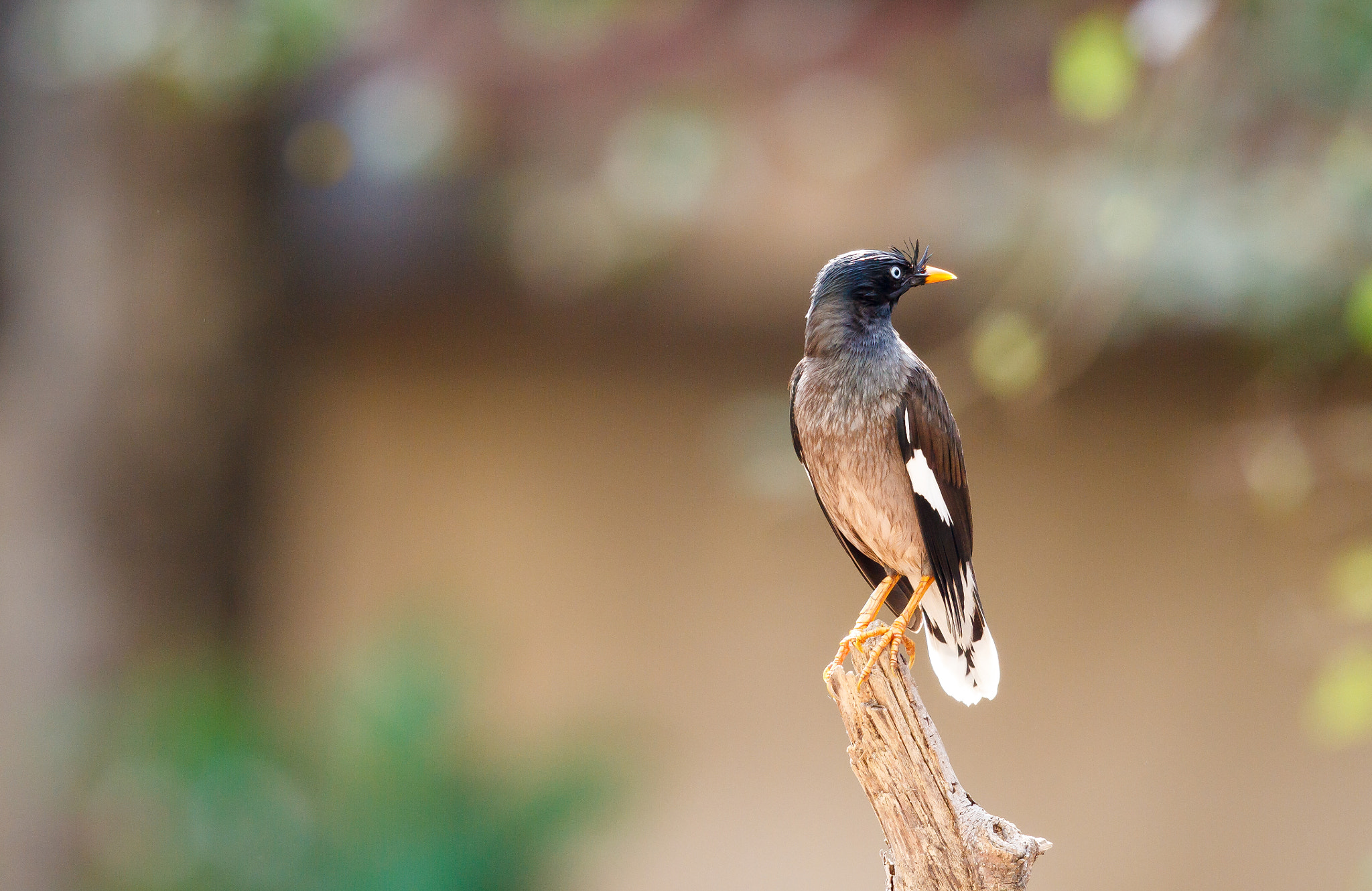 Canon EOS 7D + Canon EF 500mm F4L IS II USM sample photo. Eyes behind the head - jungle myna photography