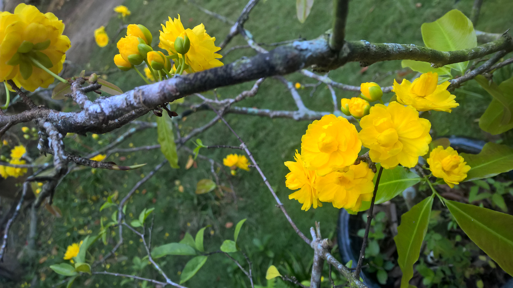 Nokia Lumia 1520 sample photo. Wp_20170128_07_06_52_pro.jpg photography