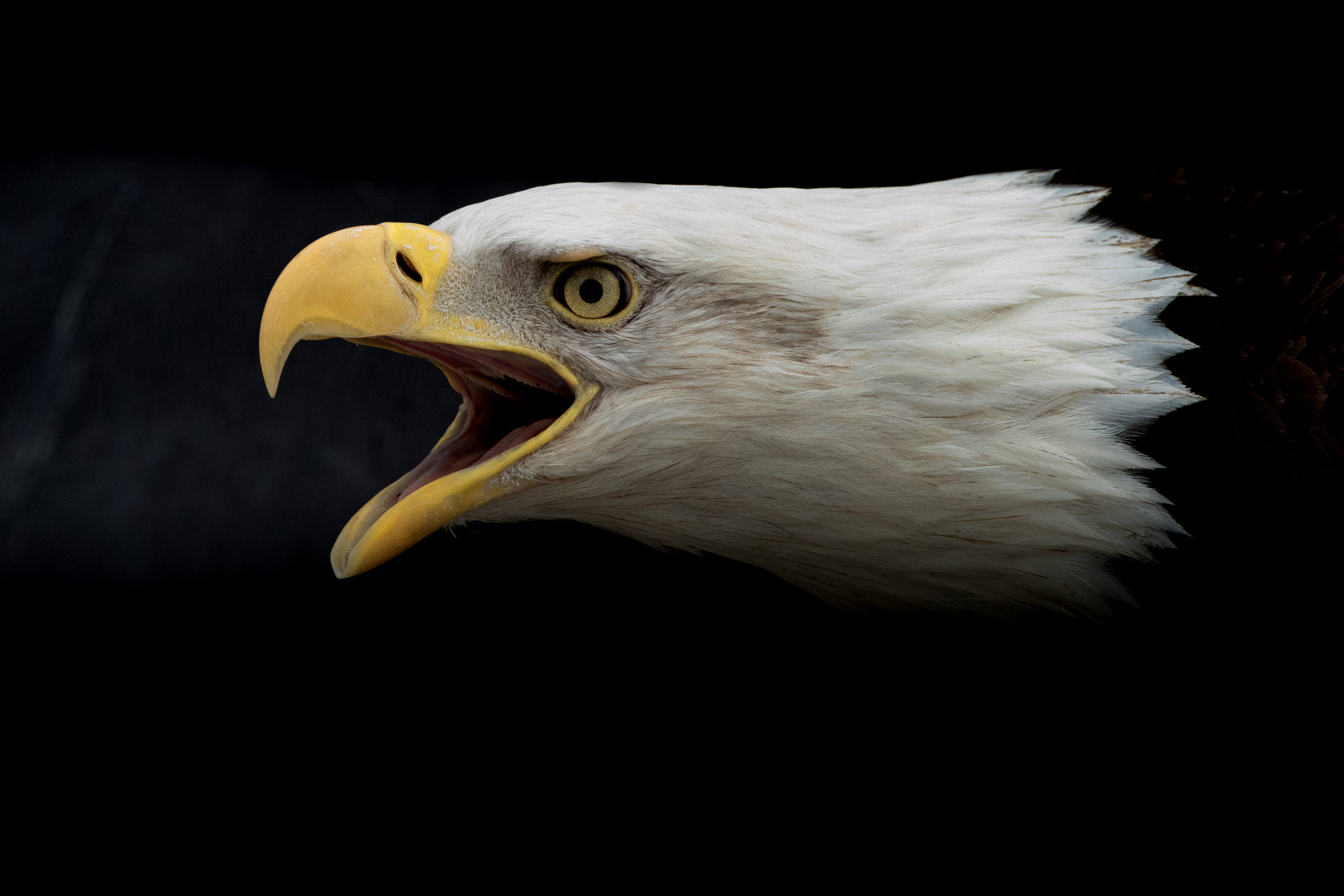 Canon EF 500mm F4L IS USM sample photo. Screaming eagle photography