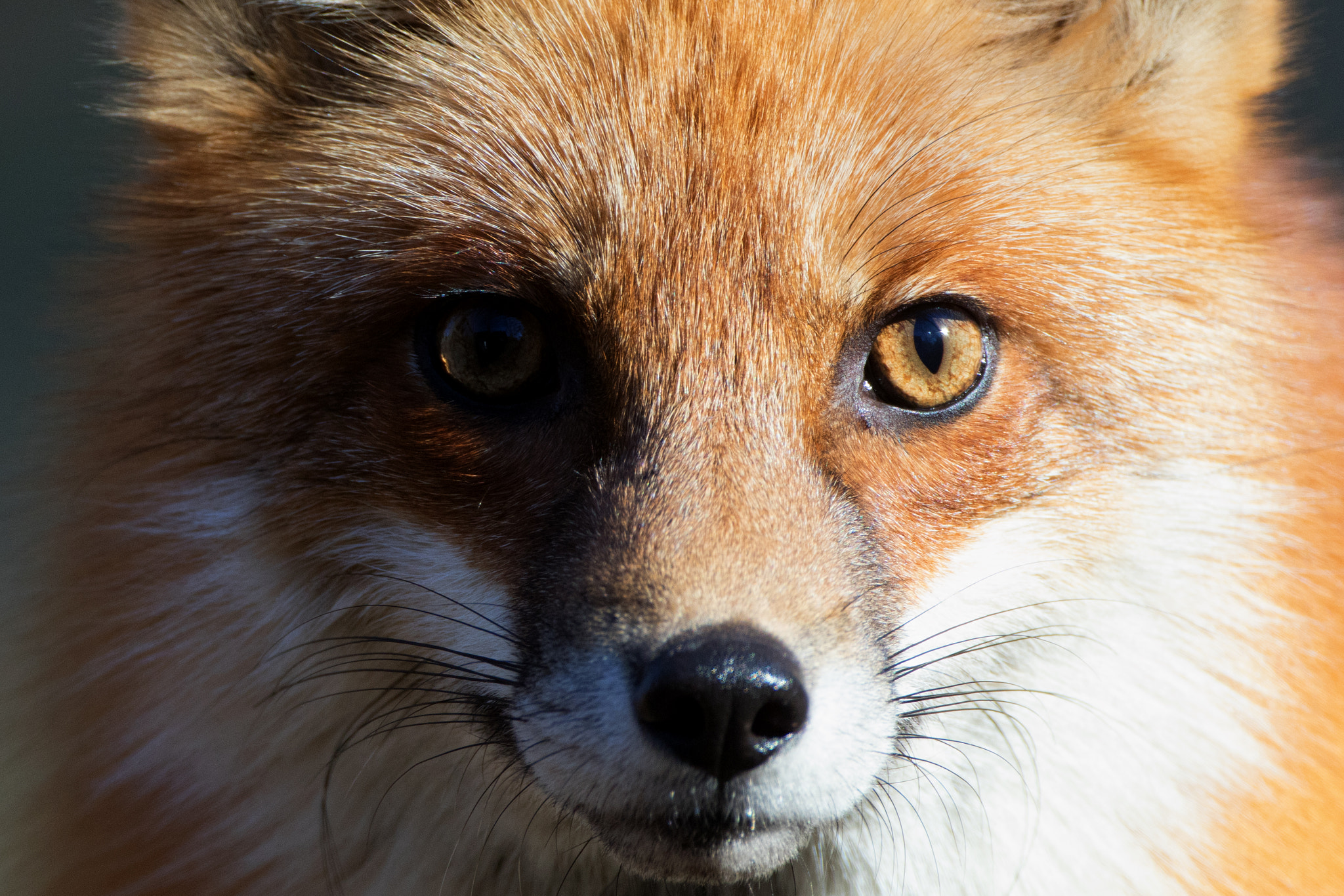 Canon EF 500mm F4L IS USM sample photo. Cody extreme close up photography