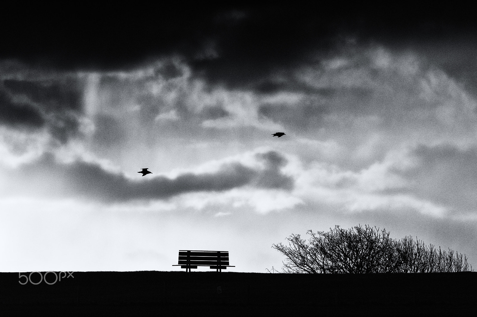 Nikon D3200 sample photo. Bench with birds photography