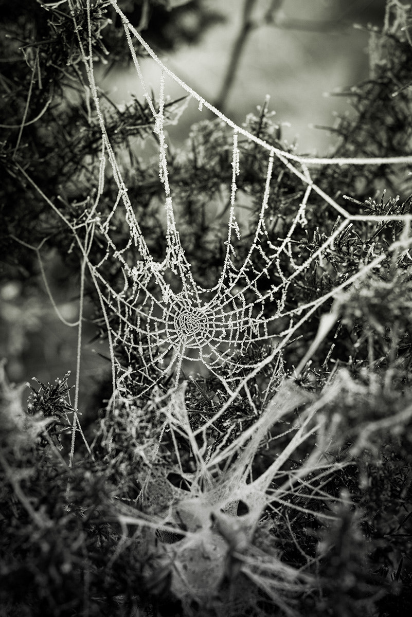 Nikon D810 + Nikon AF Nikkor 50mm F1.8D sample photo. Araignée glacée photography