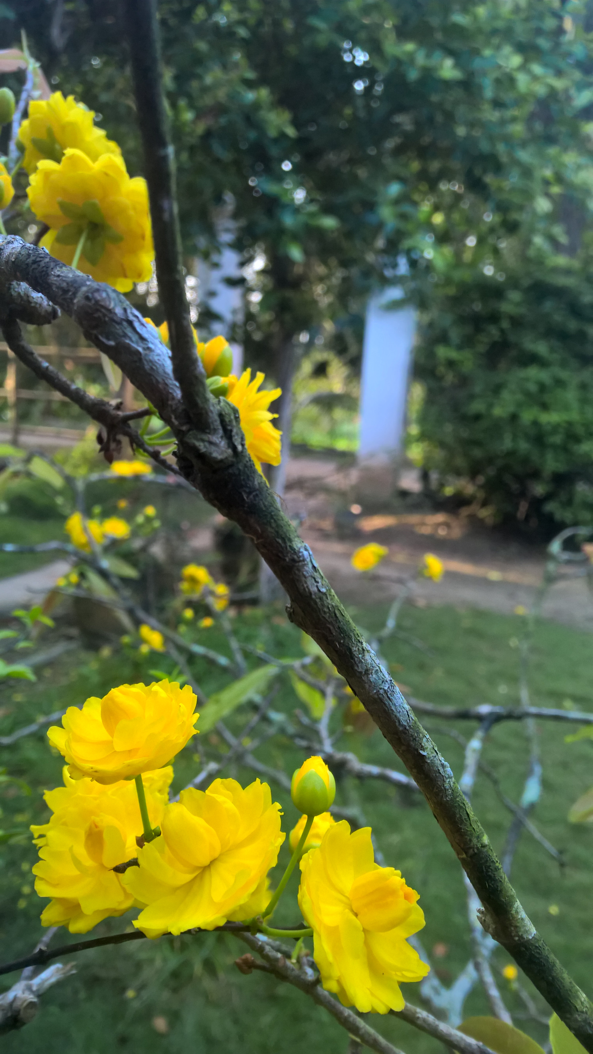 Nokia Lumia 1520 sample photo. Wp_20170128_07_10_56_pro.jpg photography