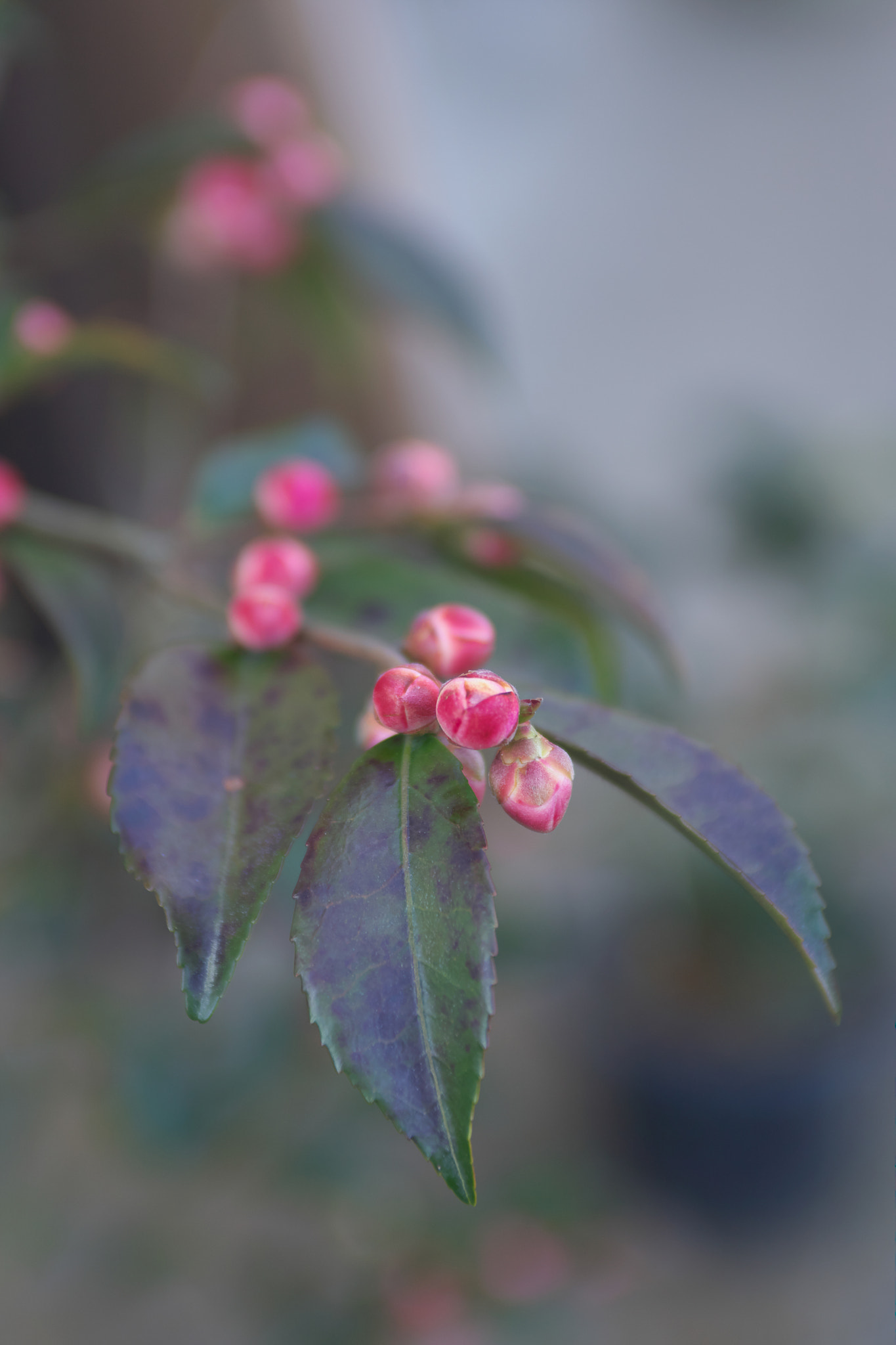 EF28-70mm f/2.8L USM sample photo. Spring comes... photography