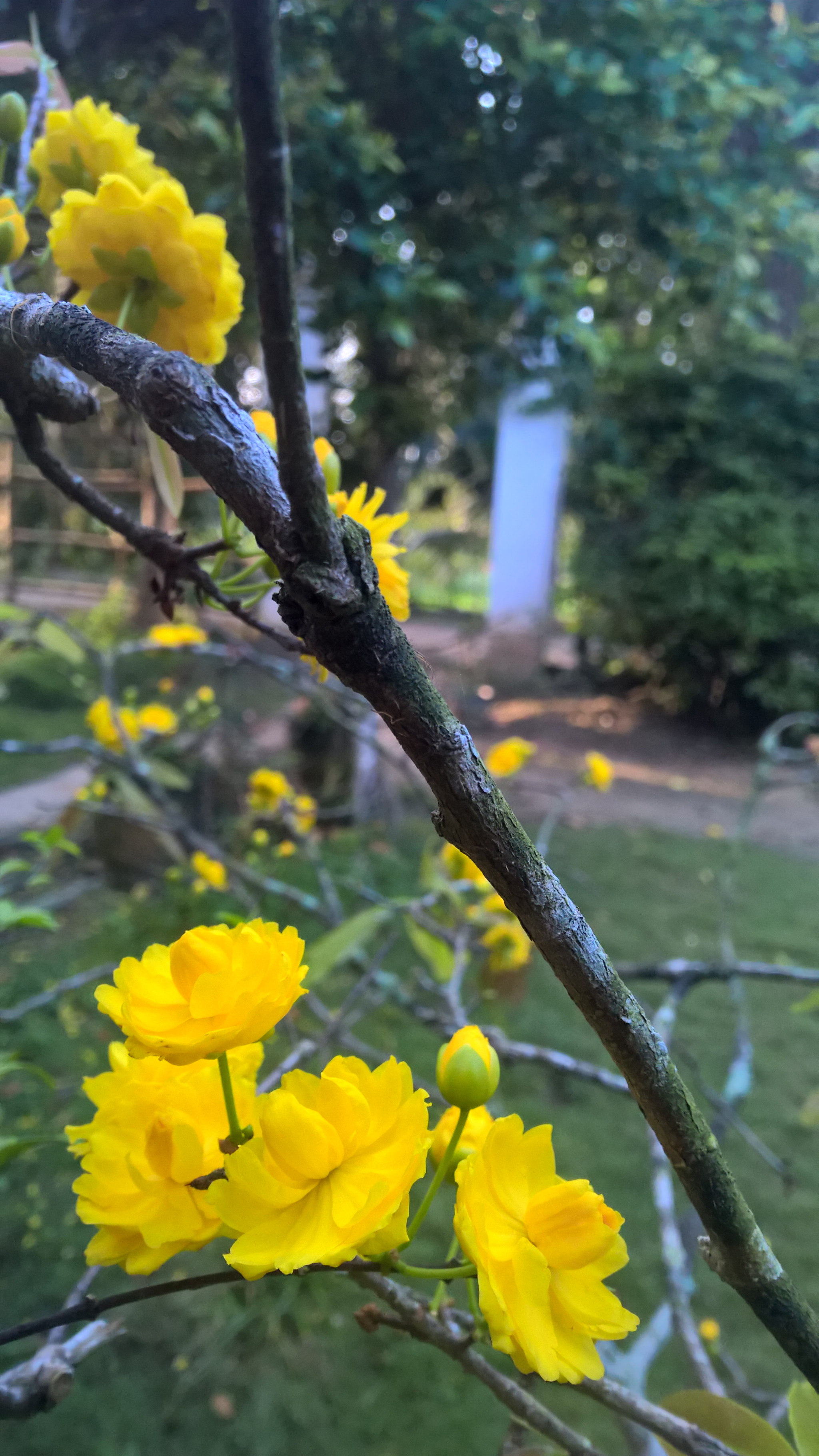 Nokia Lumia 1520 sample photo. Wp_20170128_07_10_45_pro.jpg photography