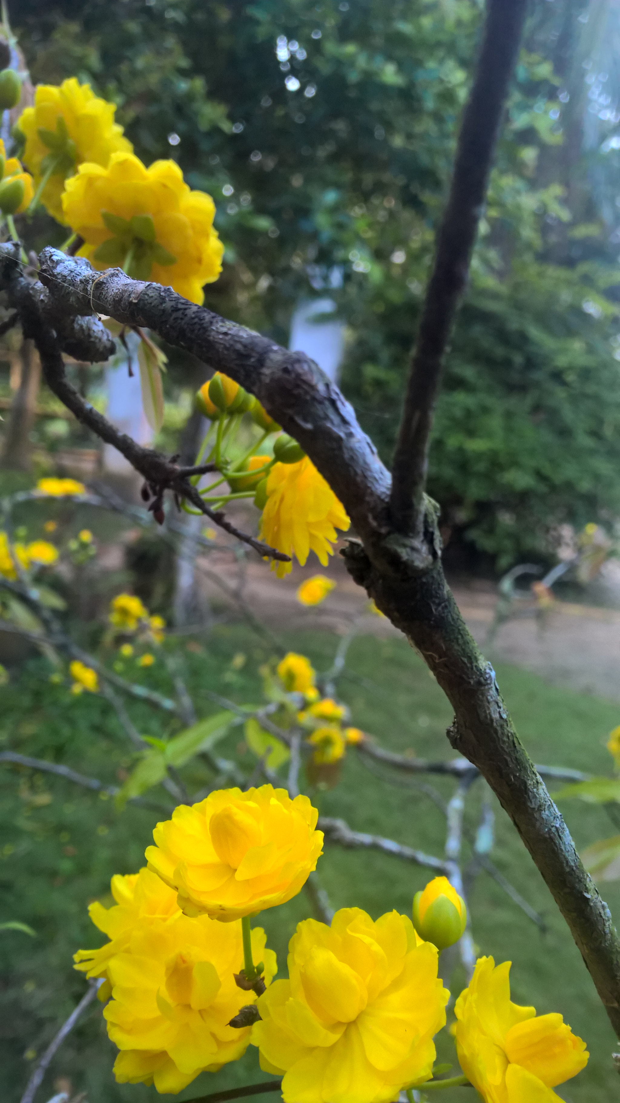 Nokia Lumia 1520 sample photo. Wp_20170128_07_09_53_pro.jpg photography