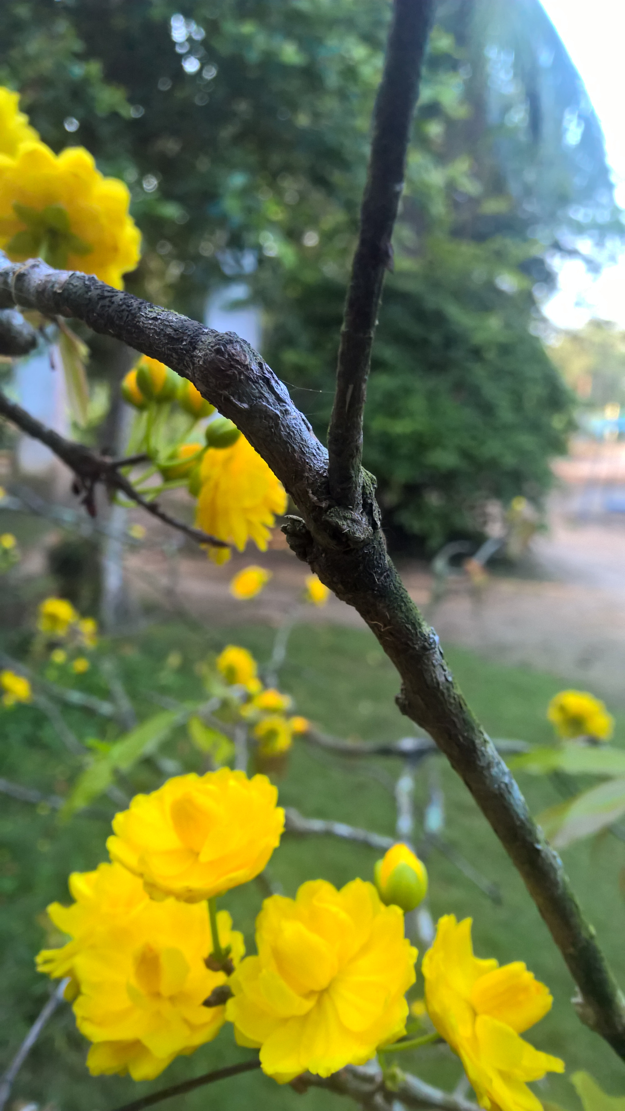 Nokia Lumia 1520 sample photo. Wp_20170128_07_08_49_pro.jpg photography