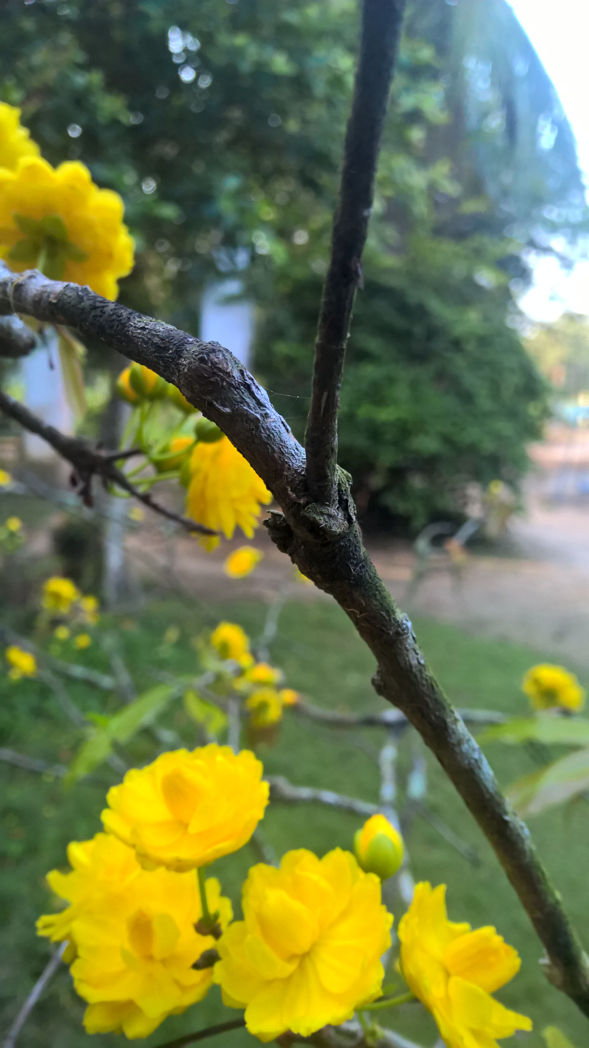 Nokia Lumia 1520 sample photo. Wp_20170128_07_08_52_pro.jpg photography