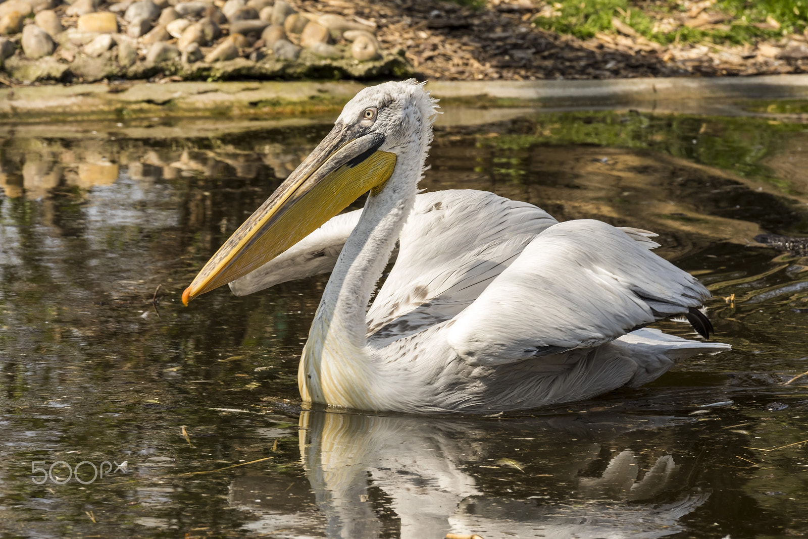 Nikon D810 sample photo. Krauskopfpelikan photography