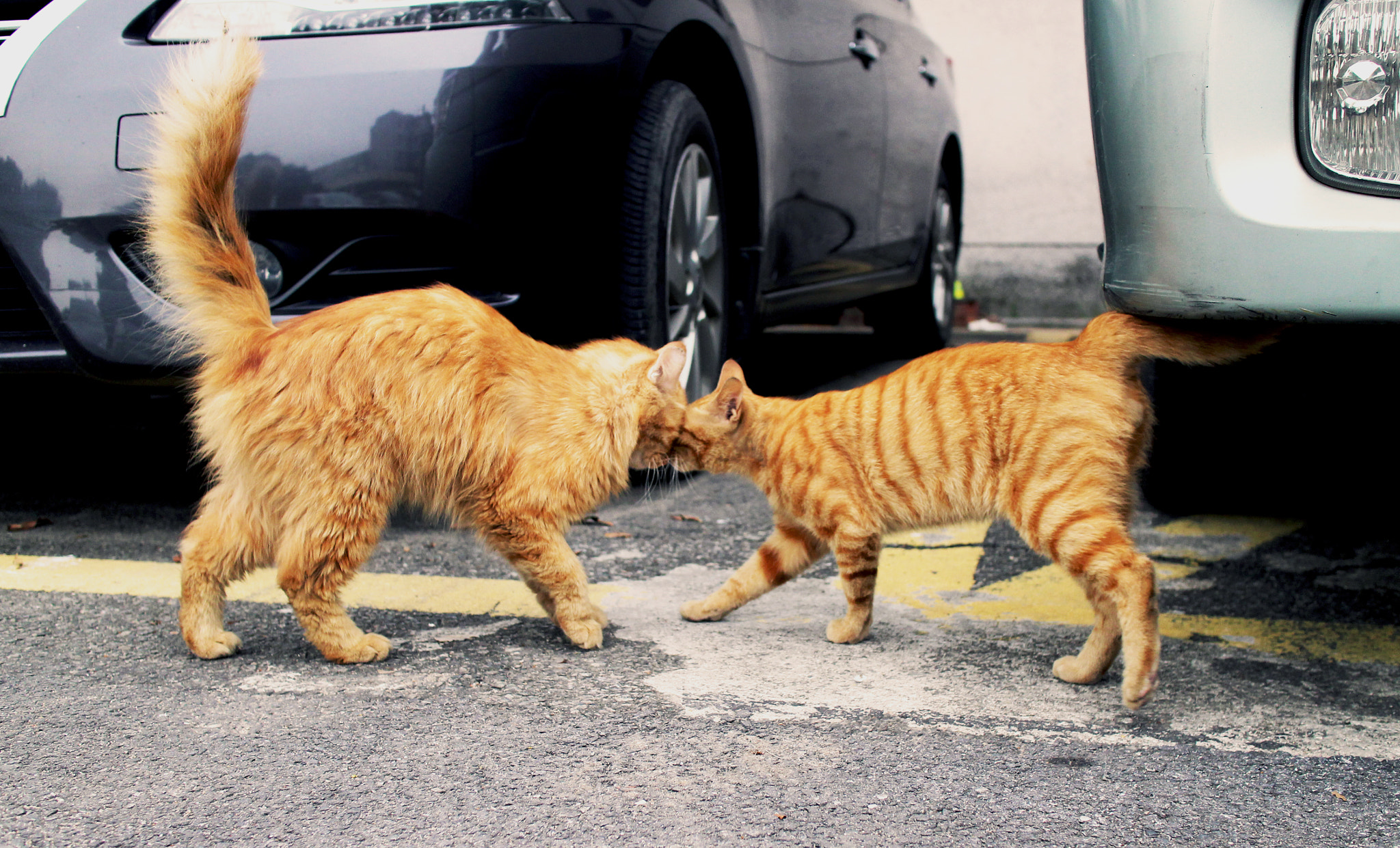 Canon EOS M2 sample photo. Img photography
