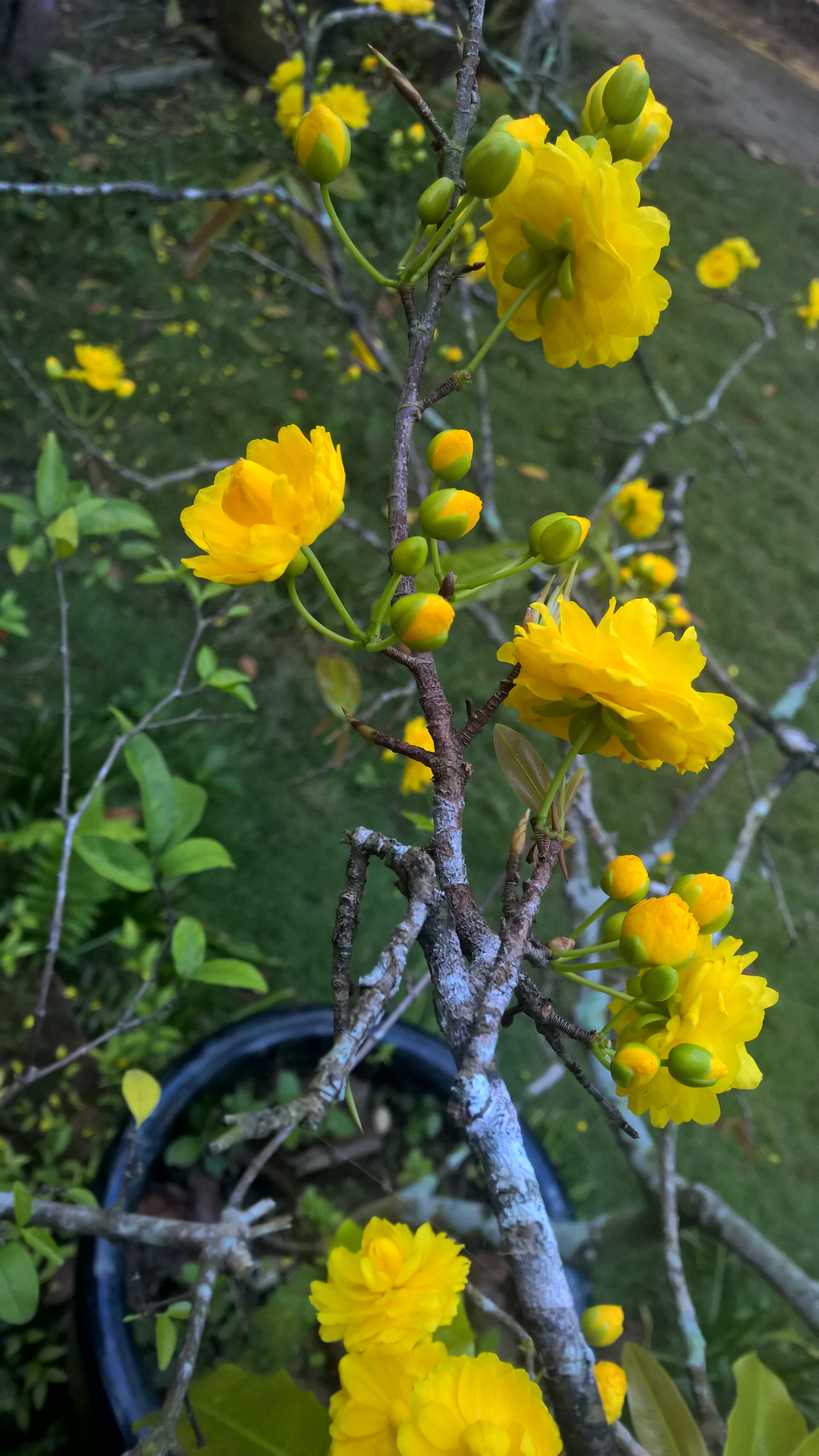 Nokia Lumia 1520 sample photo. Wp_20170128_07_11_07_pro.jpg photography