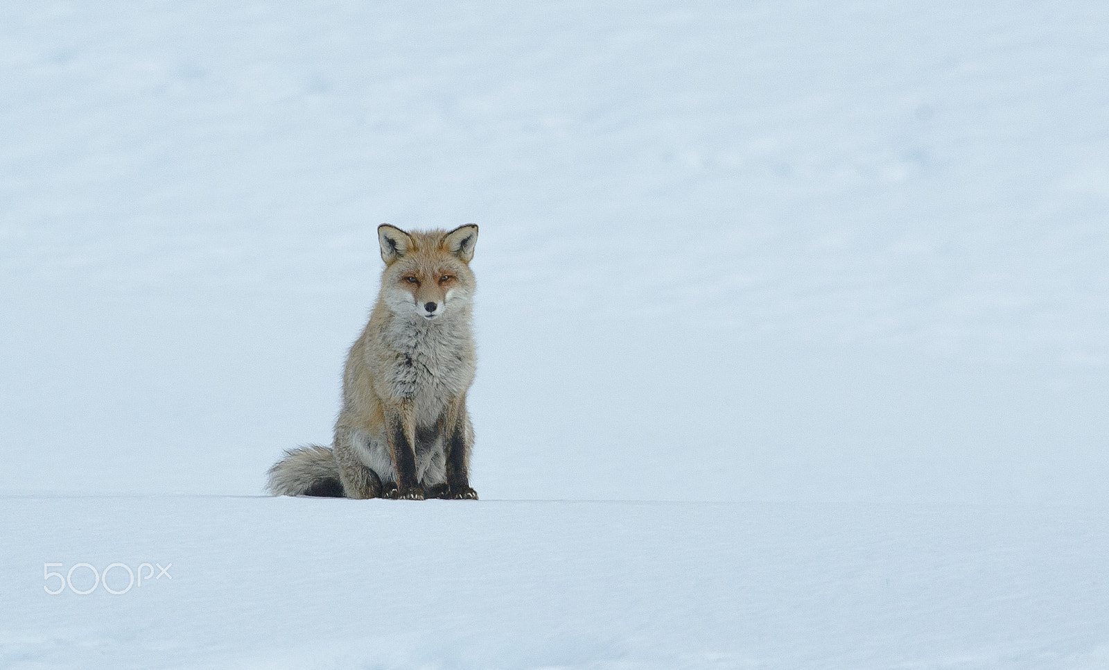 Nikon D3S + Nikon AF-S Nikkor 500mm F4G ED VR sample photo. Volpina photography