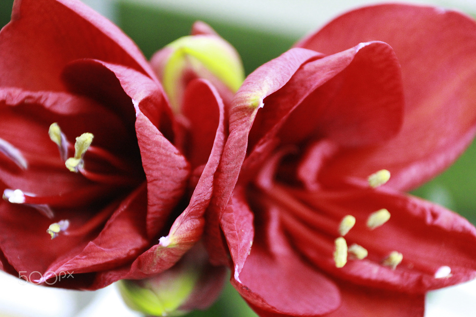 Canon EOS 60D + Canon EF 17-40mm F4L USM sample photo. Bouquet 2 photography