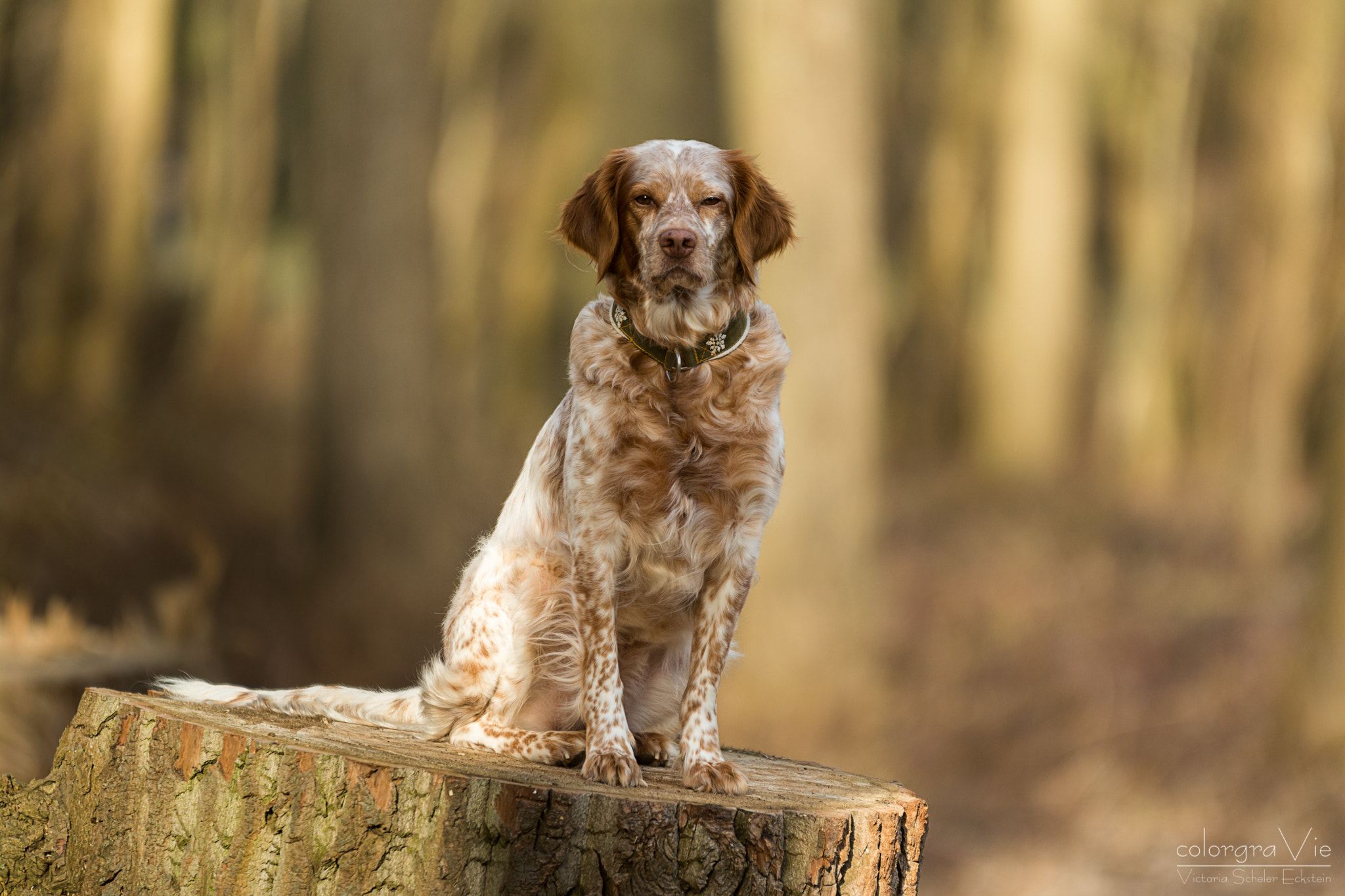 Nikon D5200 + Sigma 70-200mm F2.8 EX DG OS HSM sample photo. My beauty photography