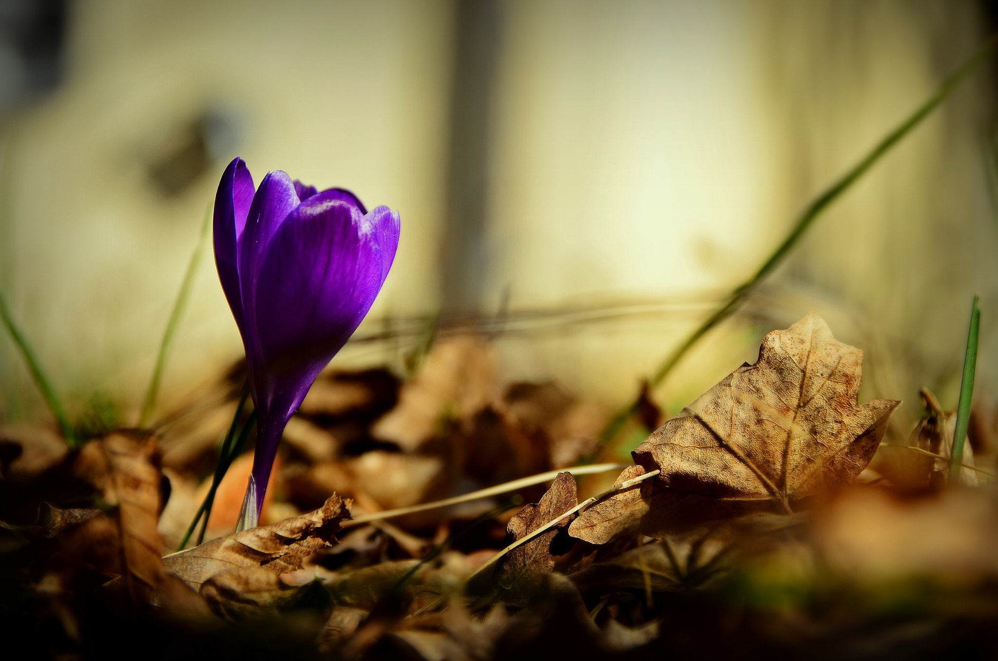 Sigma 17-70mm F2.8-4 DC Macro OS HSM | C sample photo. A new beginning photography