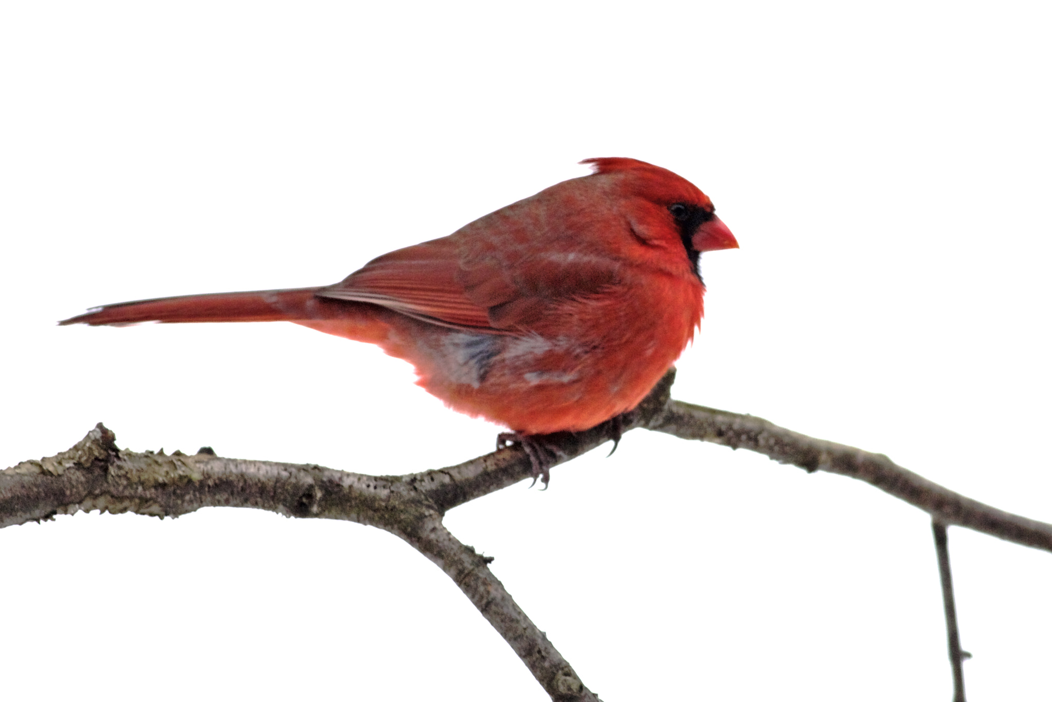 Canon EOS 6D + Canon EF 400mm F5.6L USM sample photo. Cardinal on a branch with snow photography