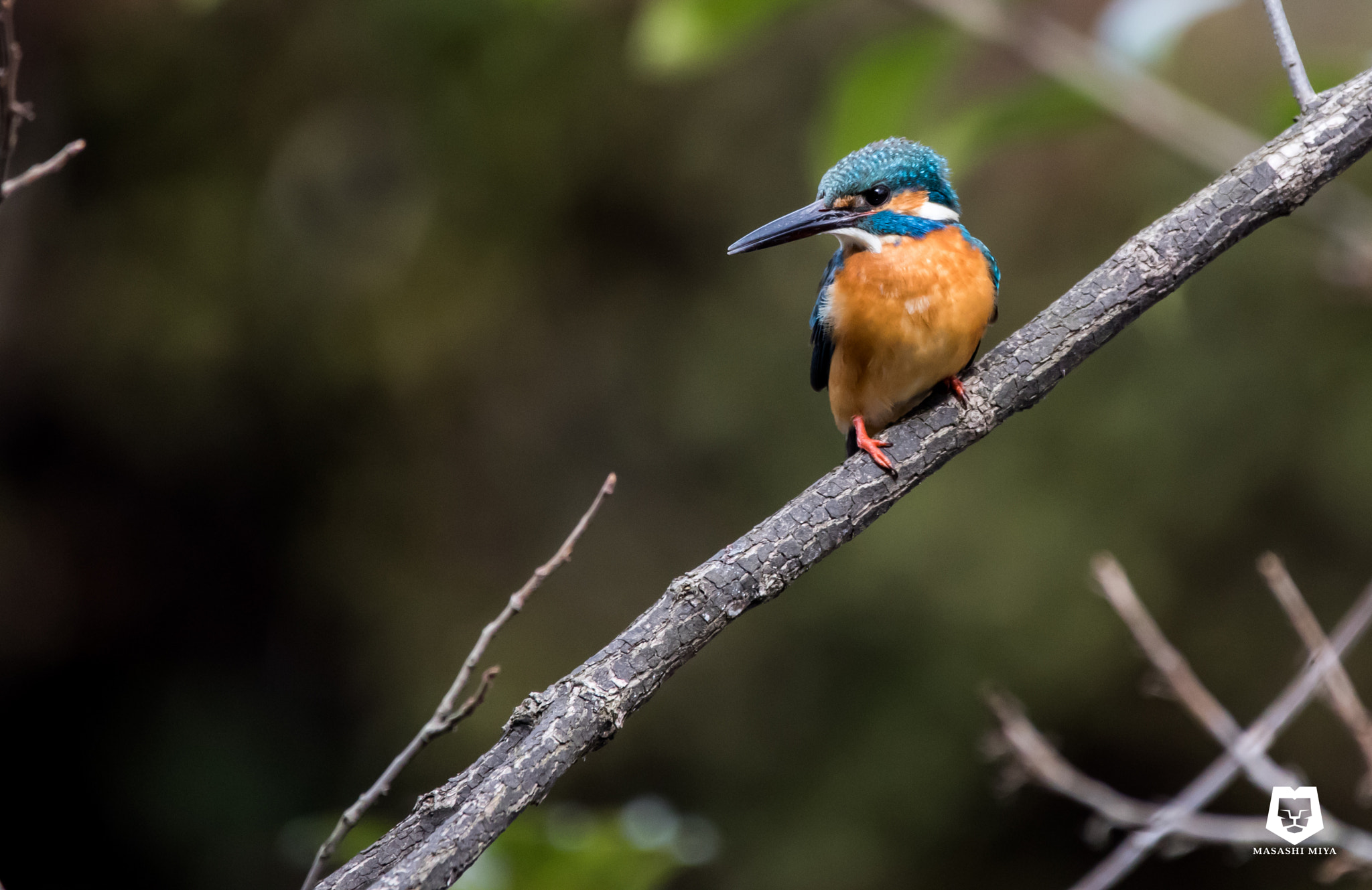 150-600mm F5-6.3 DG OS HSM | Contemporary 015 sample photo. Kingfisher photography