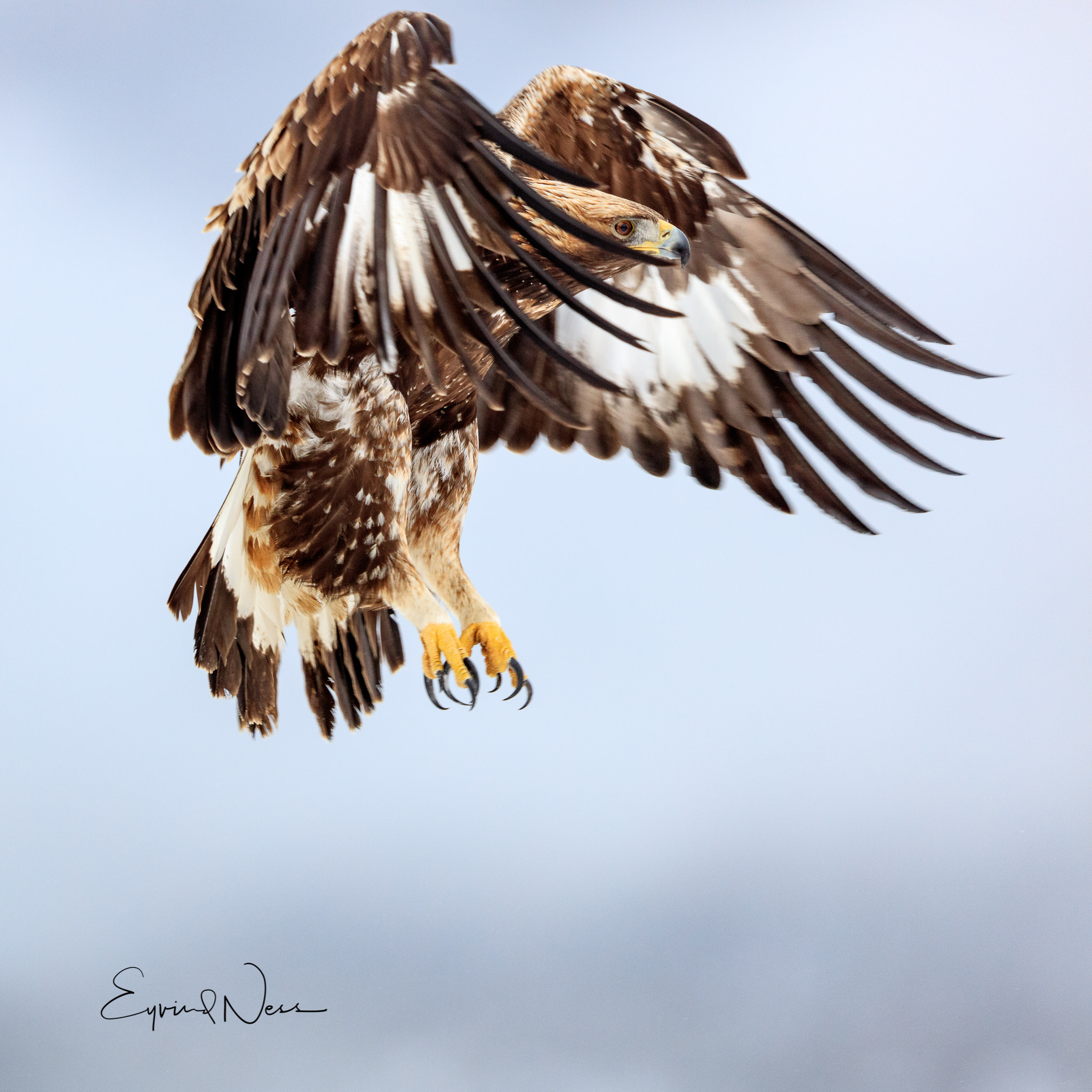 Canon EF 600mm F4L IS II USM sample photo. Golden eagle peek-a-bo photography