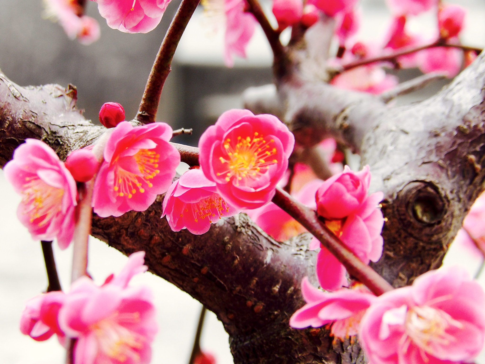 Ricoh PENTAX XG-1 sample photo. 枝垂れ梅 photography