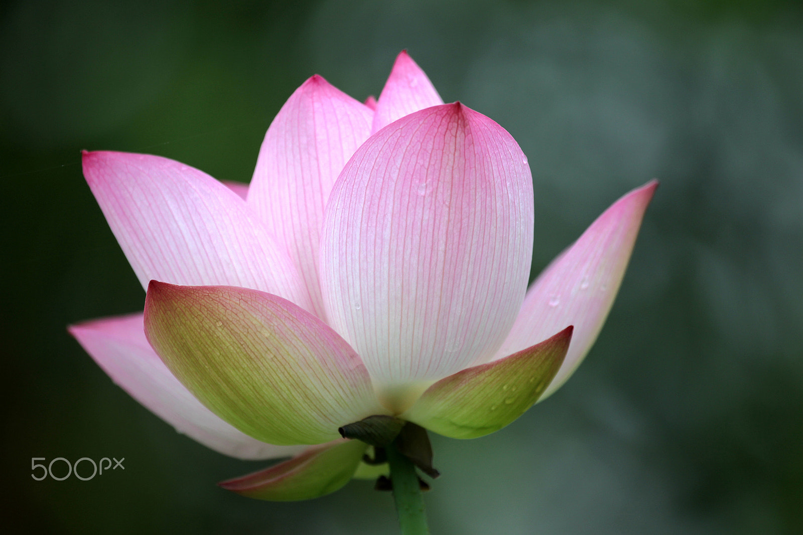 Canon EOS-1D Mark IV + Canon EF 100-400mm F4.5-5.6L IS USM sample photo. Water lily-a photography