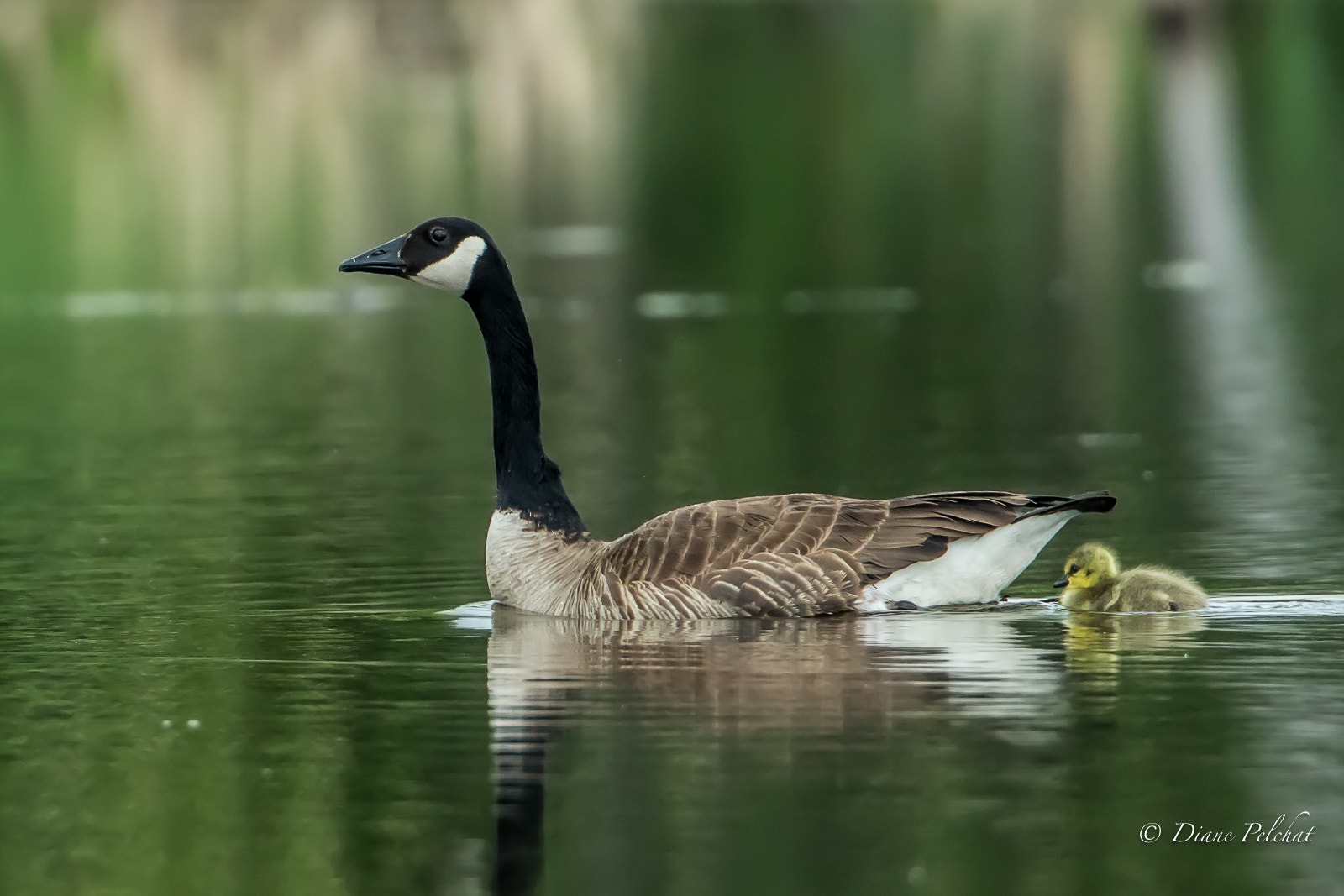 Canon EOS 7D Mark II + Canon EF 300mm F2.8L IS II USM sample photo. Canada goose with an adopted goose photography