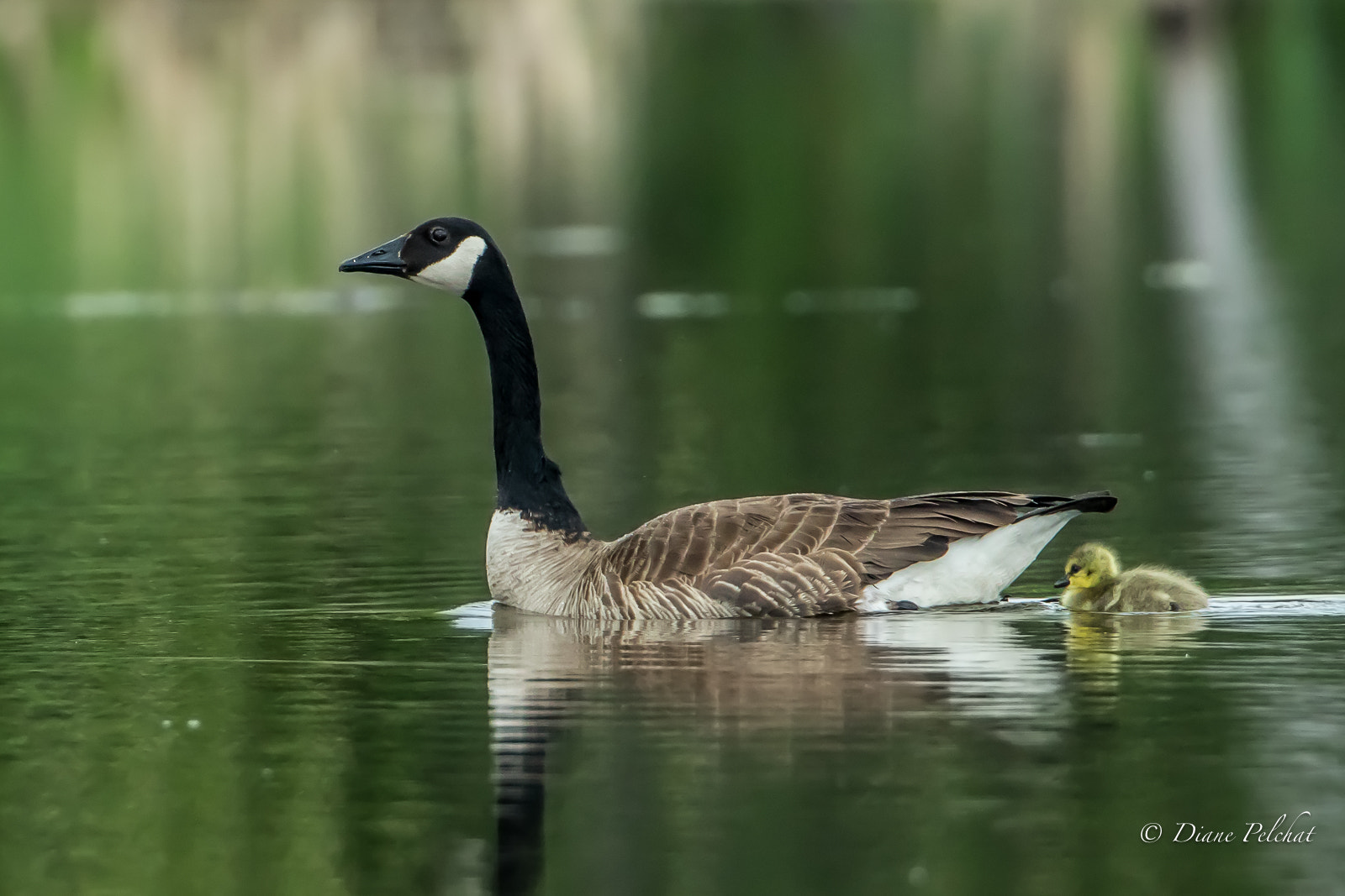 Canon EF 300mm F2.8L IS II USM sample photo. Canada goose with an adopted goose photography