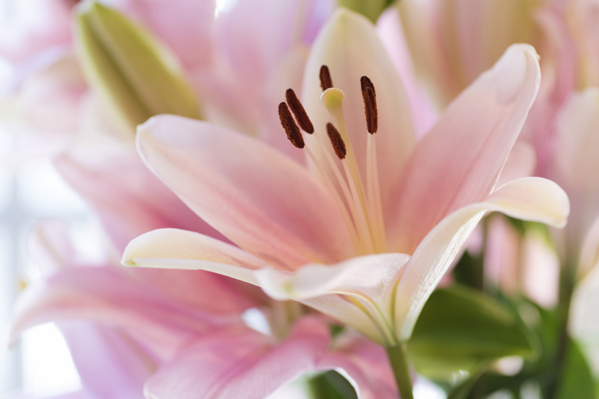 Nikon D810 + Tokina AT-X Pro 100mm F2.8 Macro sample photo. Pink lily photography