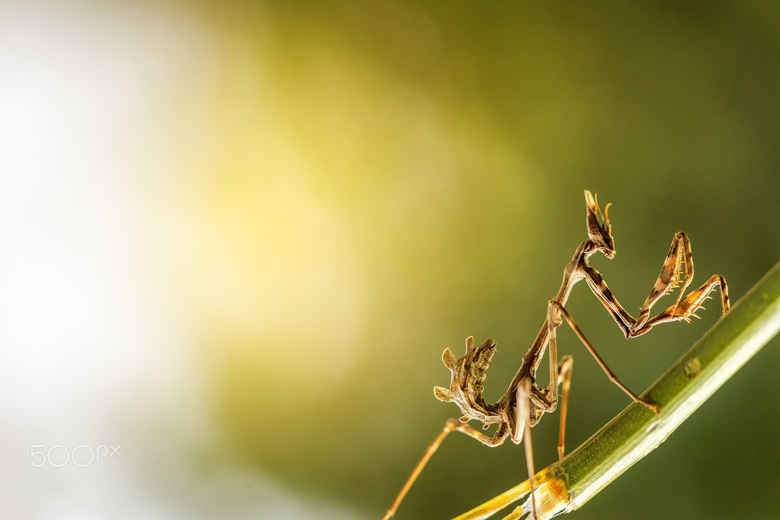 Canon EOS 60D + Canon EF 100mm F2.8L Macro IS USM sample photo. Mantis in beautiful magical background photography
