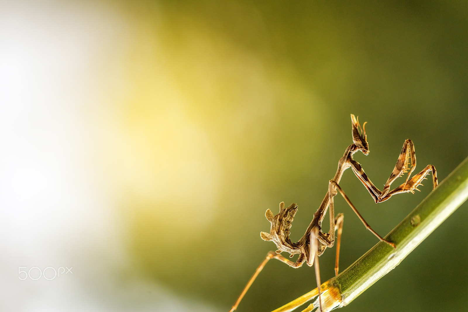 Canon EF 100mm F2.8L Macro IS USM sample photo. Mantis in beautiful magical background photography