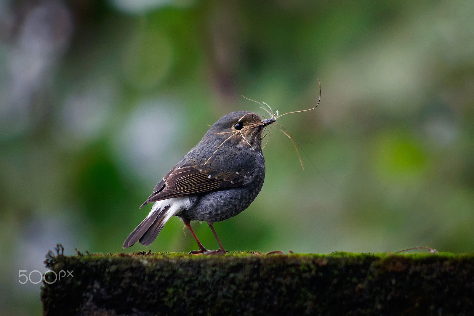 smc PENTAX-DA L 55-300mm F4-5.8 ED sample photo. A busy bird photography