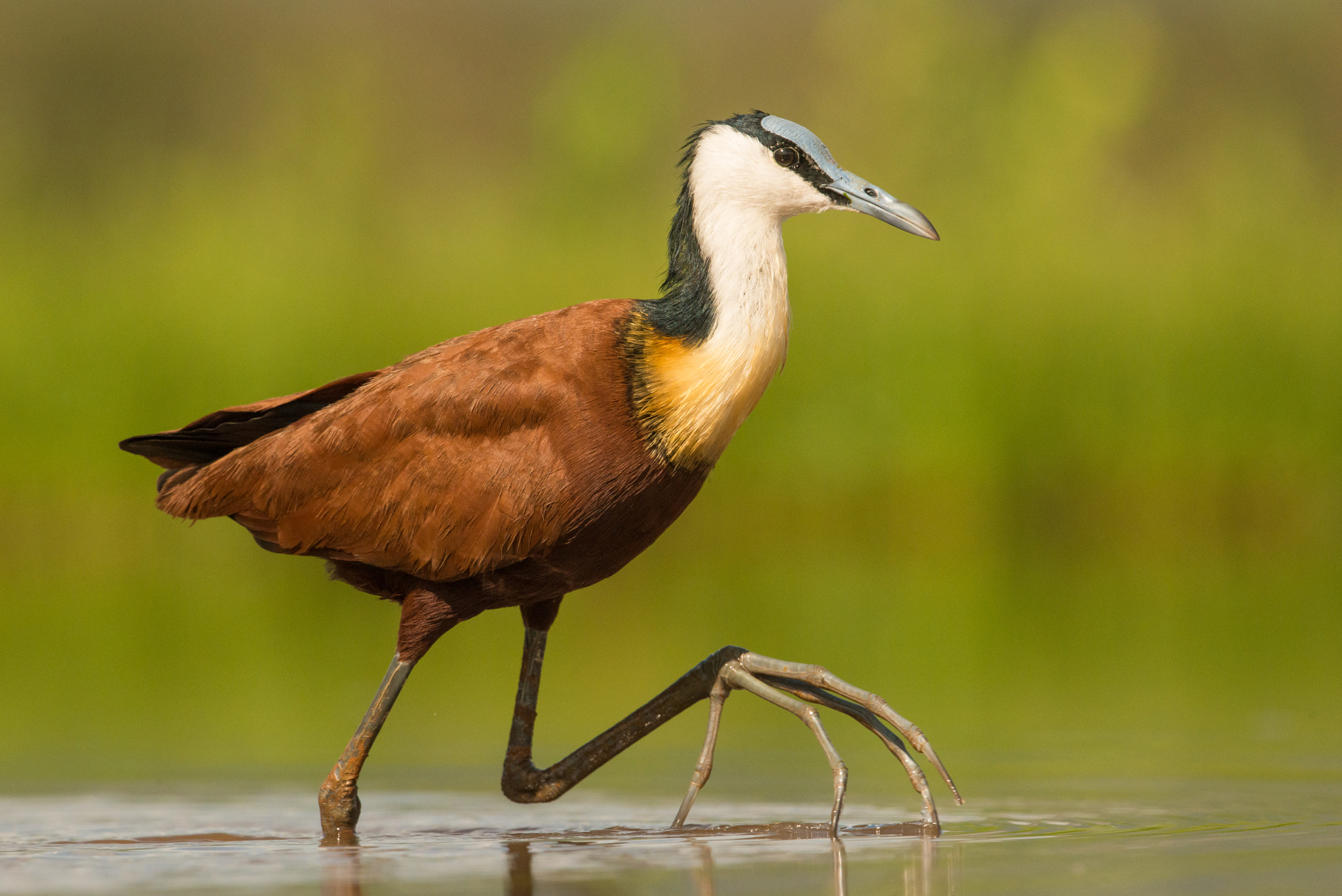 Nikon D800E + Nikon AF-S Nikkor 500mm F4G ED VR sample photo. African jacana photography