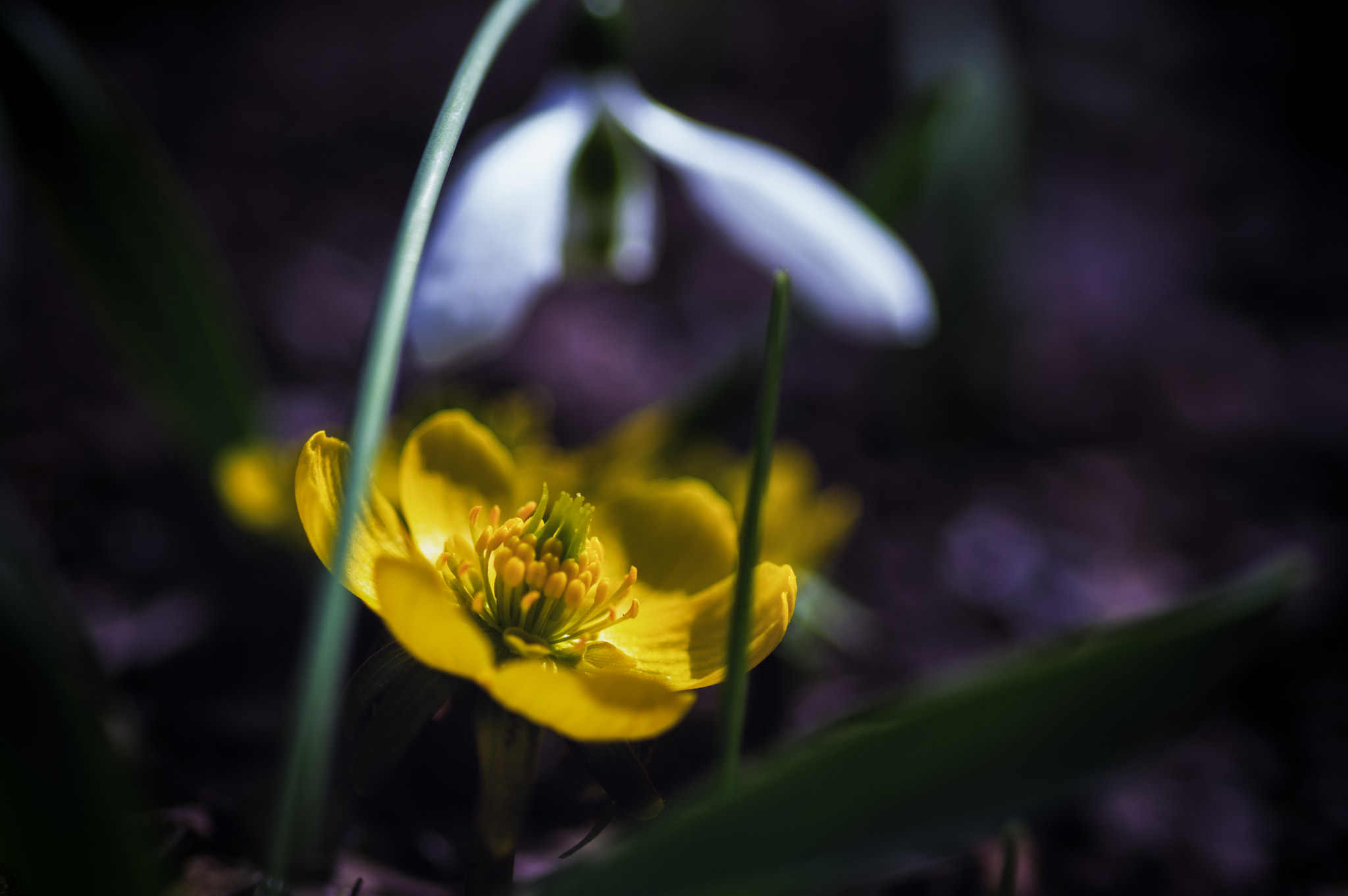 Pentax K-3 II sample photo. Eranthis cilicica with snowdrop photography