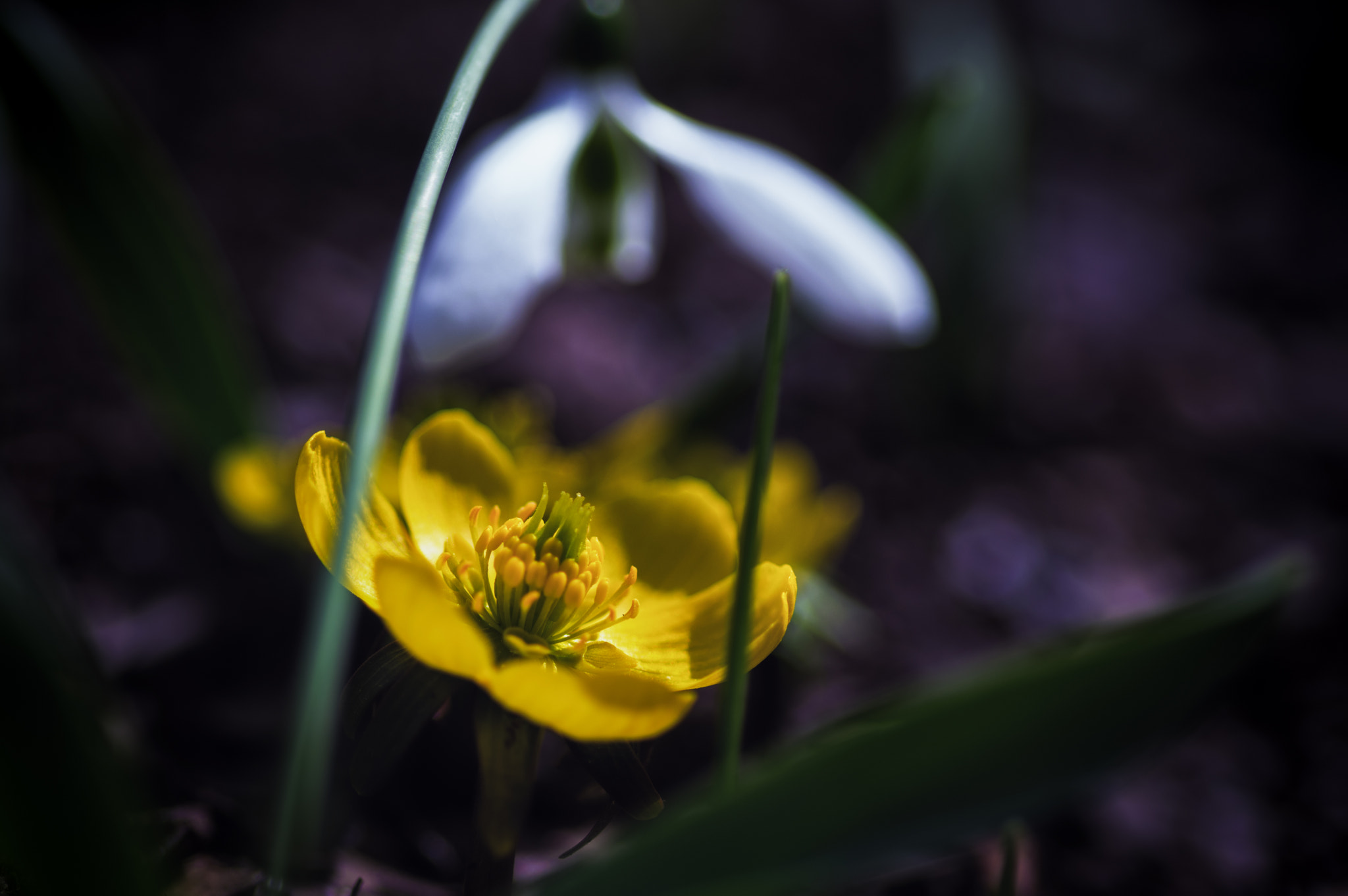 Pentax smc D-FA 100mm F2.8 Macro WR sample photo. Eranthis cilicica with snowdrop photography