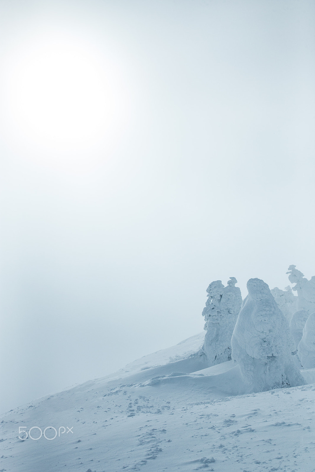 Canon EOS-1D X sample photo. Sun and frozen trees photography
