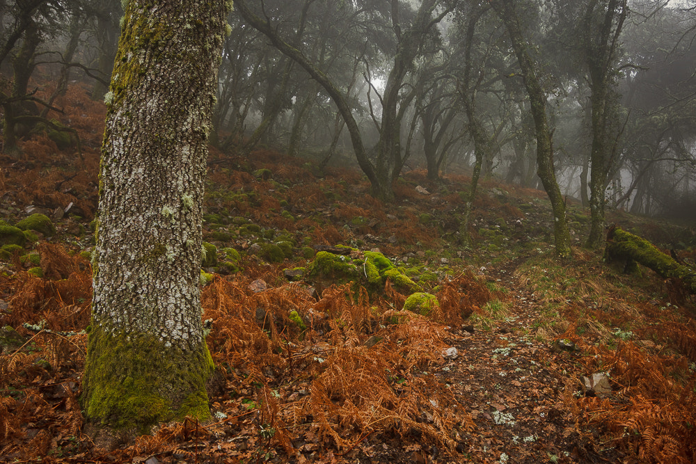 Canon EOS 550D (EOS Rebel T2i / EOS Kiss X4) sample photo. Bosque en la niebla photography