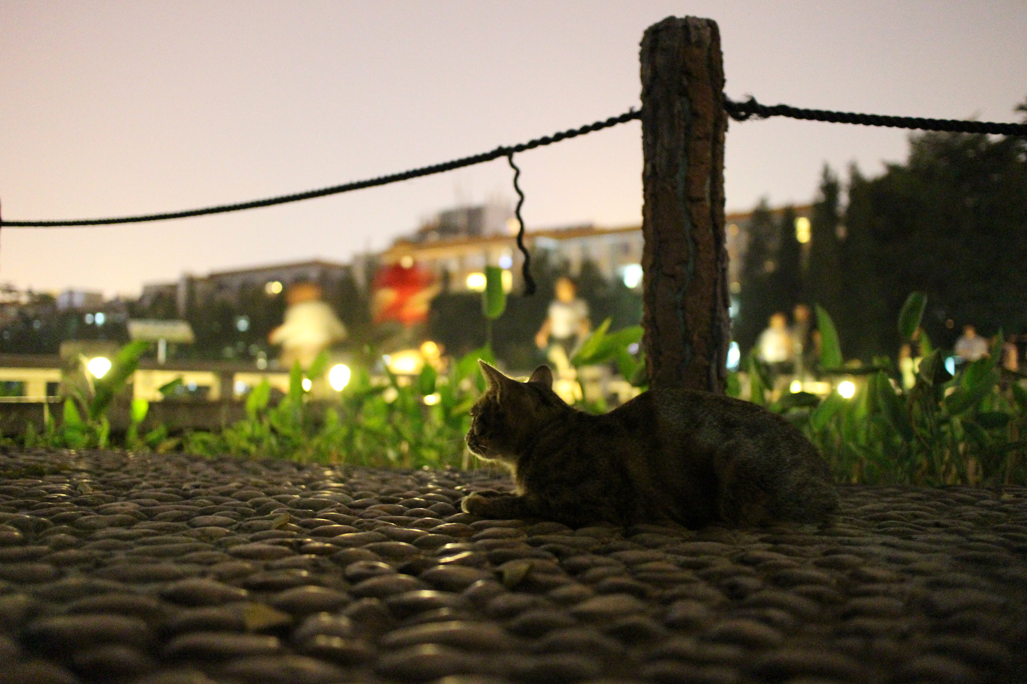 Canon EOS M2 + Canon EF-M 22mm F2 STM sample photo. Img photography