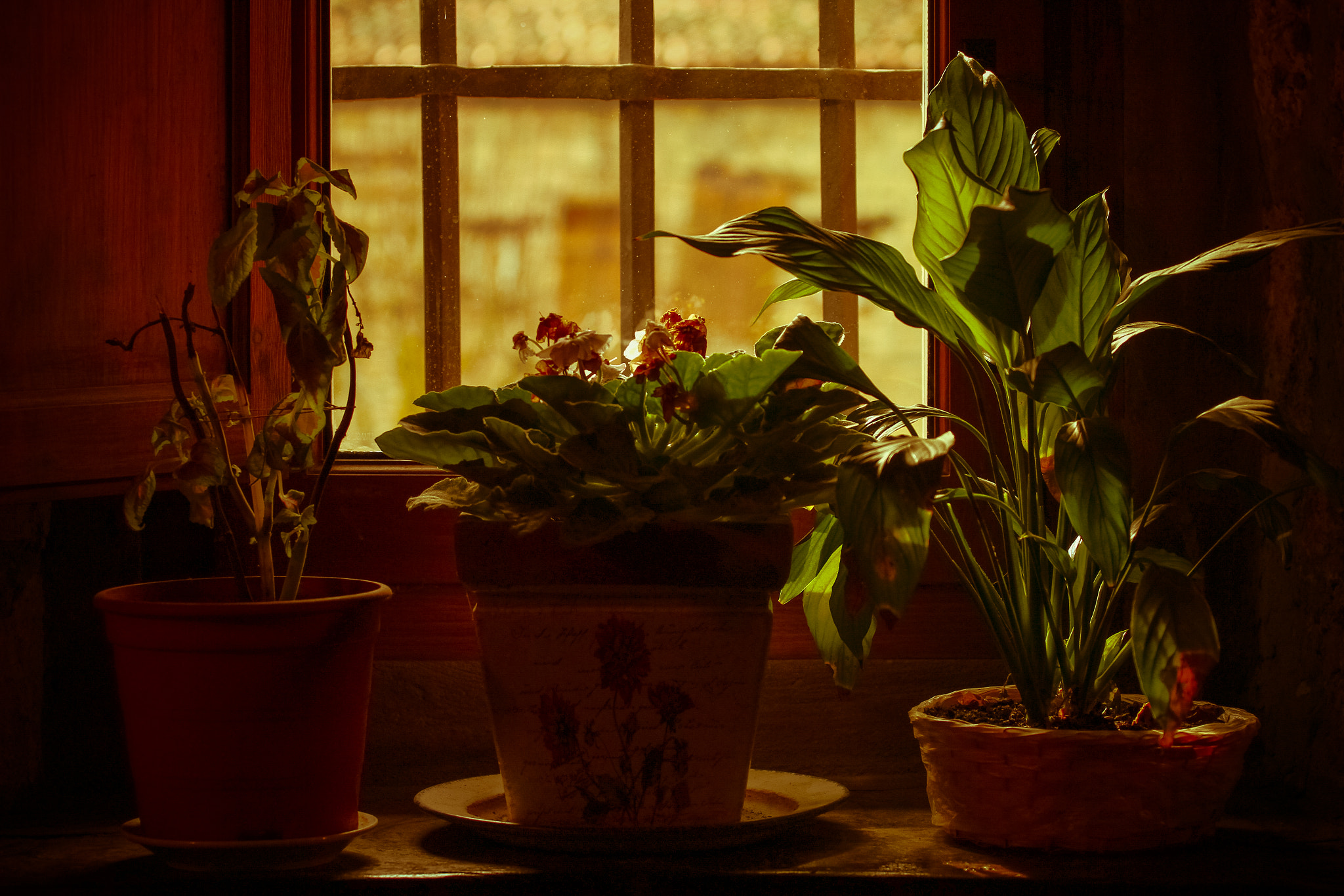 Canon EOS 7D + Canon EF 70-200mm F4L USM sample photo. Good morning... photography