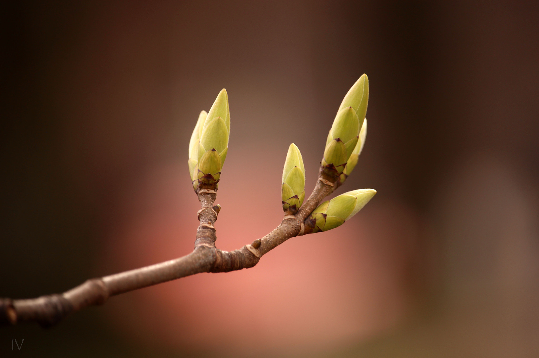 Canon EF-S 55-250mm F4-5.6 IS STM sample photo. Branch photography