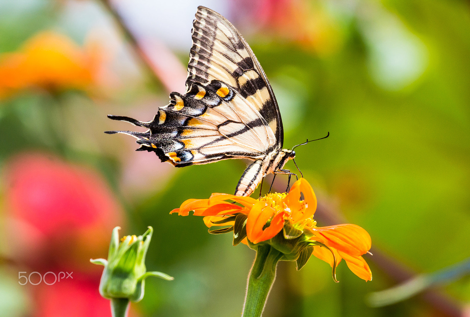 Canon EOS 60D + Canon EF 100-400mm F4.5-5.6L IS II USM sample photo. Swallowtail butterfly on flower photography