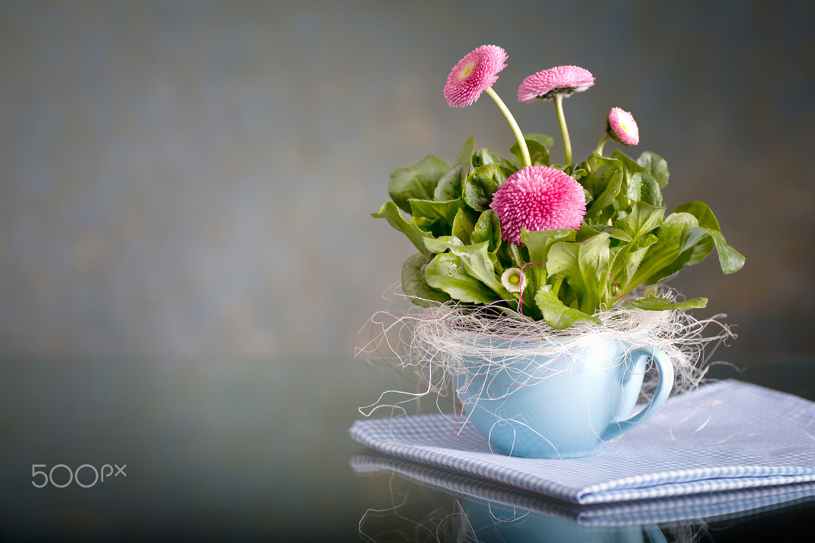 Canon EOS 5D + Tamron SP AF 90mm F2.8 Di Macro sample photo. Pot of bellis perennis photography