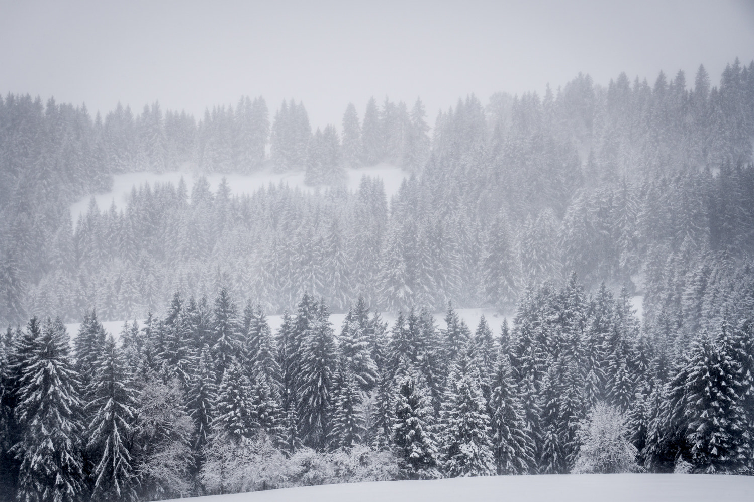 Sony a6300 + Sony E 55-210mm F4.5-6.3 OSS sample photo. Winter forest photography