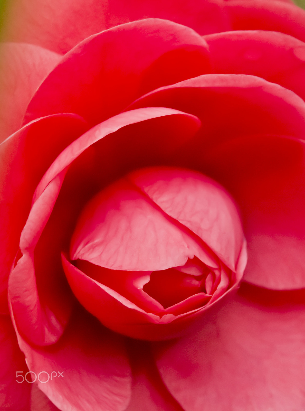 Sigma 18-250mm F3.5-6.3 DC Macro OS HSM sample photo. Rosso photography