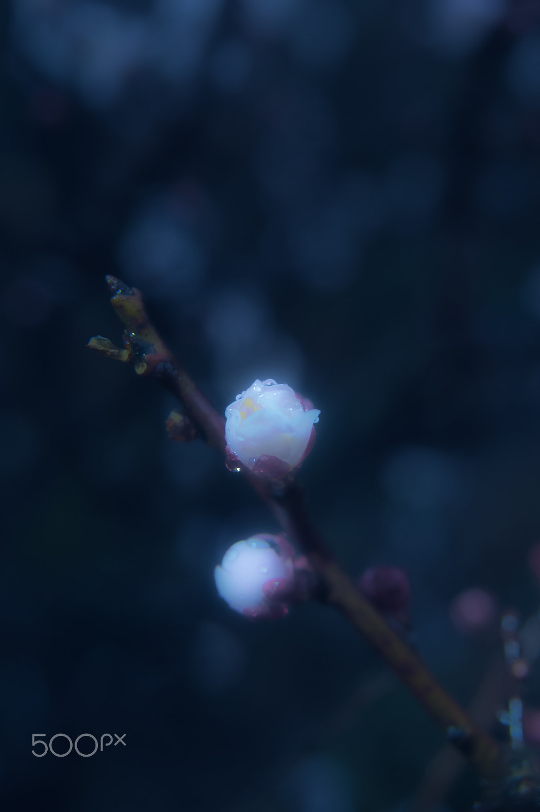Sigma AF 10-20mm F4-5.6 EX DC sample photo. Japan photography