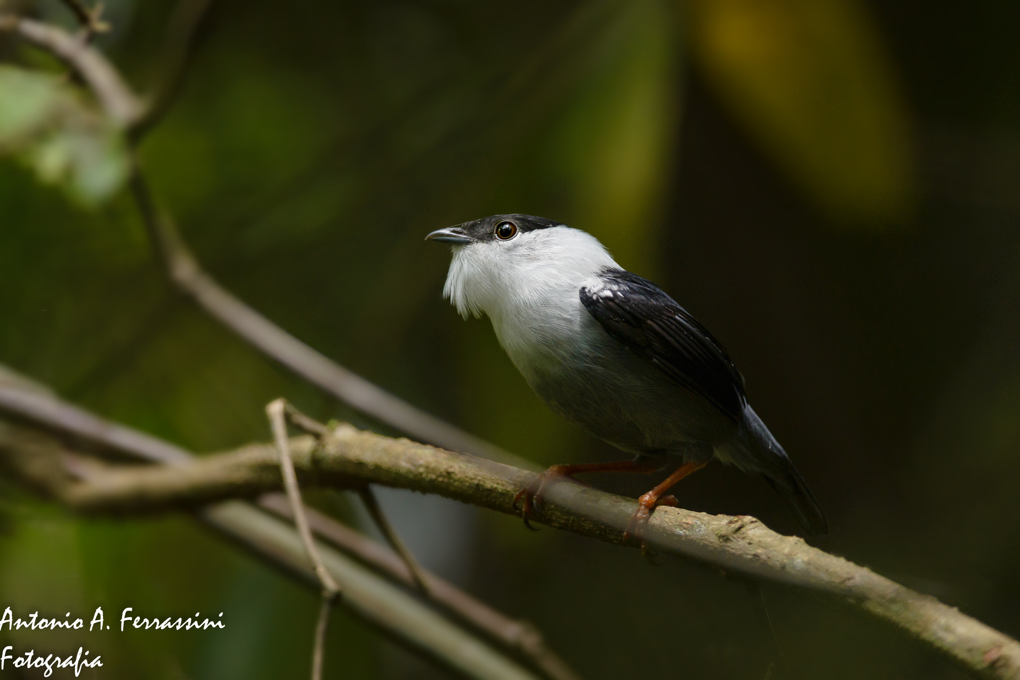 Nikon D610 + Nikon AF-S Nikkor 300mm F4D ED-IF sample photo. Rendeira photography